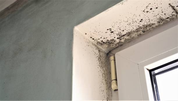  Eagle Crest, OR Mold Removal Pros