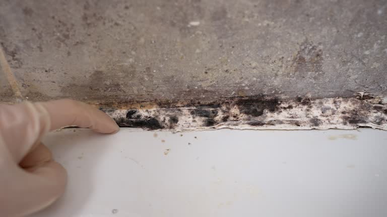 Mold Removal for HVAC Installations in Eagle Crest, OR